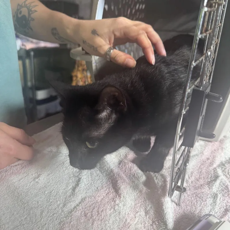 A young medium-sized female Black Domestic Short Hair cat named Tara for adoption in Columbus, NC