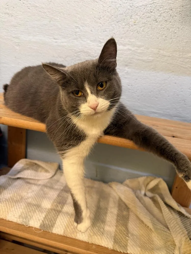 Sterling thumbnail 2