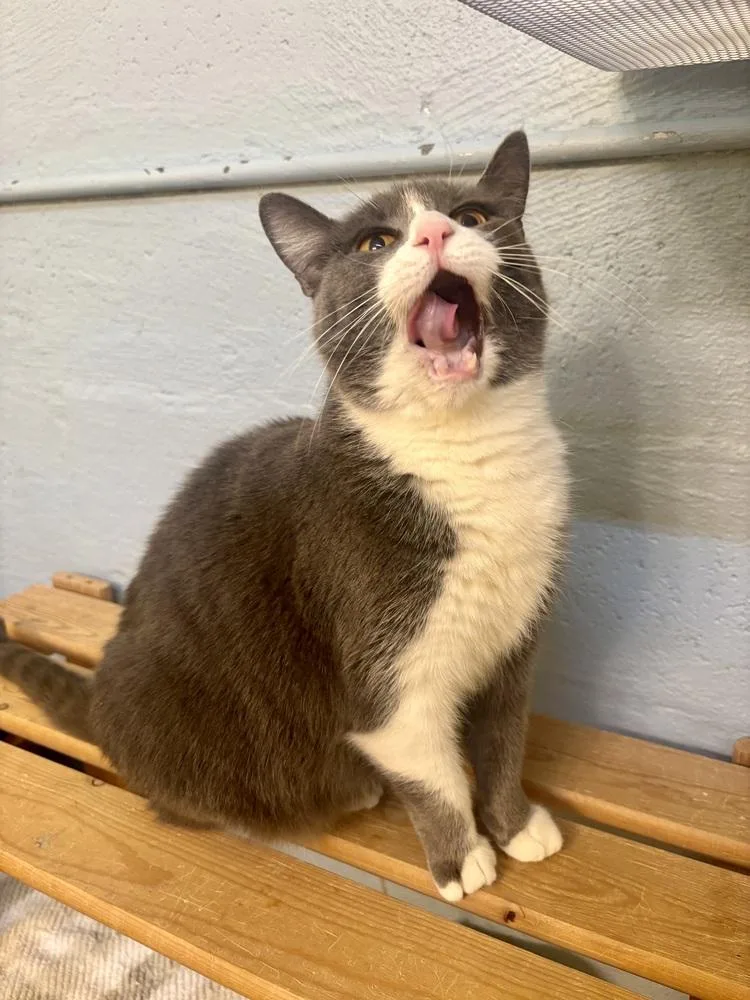 Sterling thumbnail 3