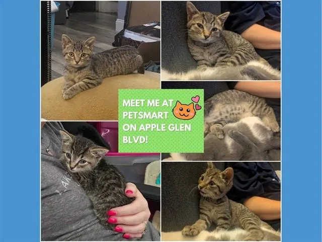 A baby small-sized male Domestic Short Hair cat named Sneezy for adoption in Fort Wayne, IN
