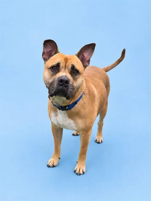 A young large-sized male Pit Bull Terrier dog named Rookie for adoption in Westminster, MD