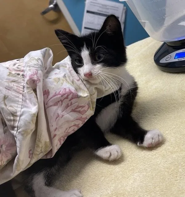 A baby small-sized male Domestic Short Hair cat named Presley for adoption in Escondido, CA