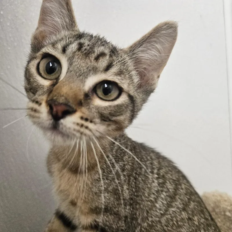 A baby small-sized male Brown / Chocolate Domestic Short Hair cat named Mischief for adoption in Grantsville, UT