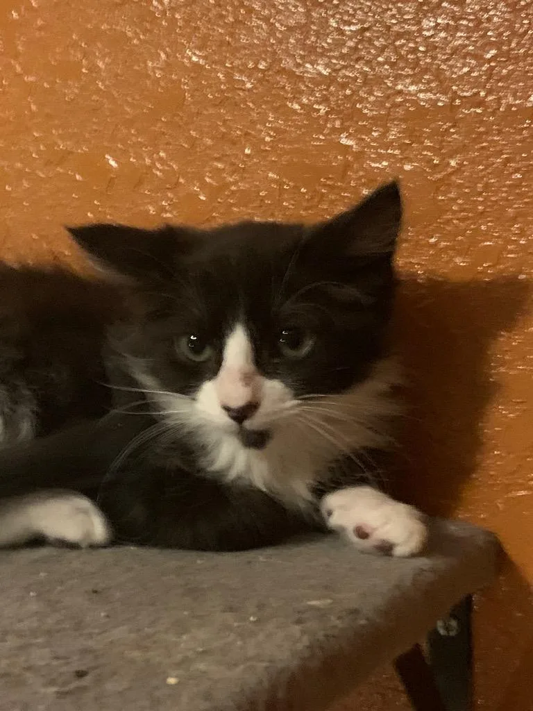 A baby small-sized female Domestic Short Hair cat named Skim Milk for adoption in San Antonio, TX