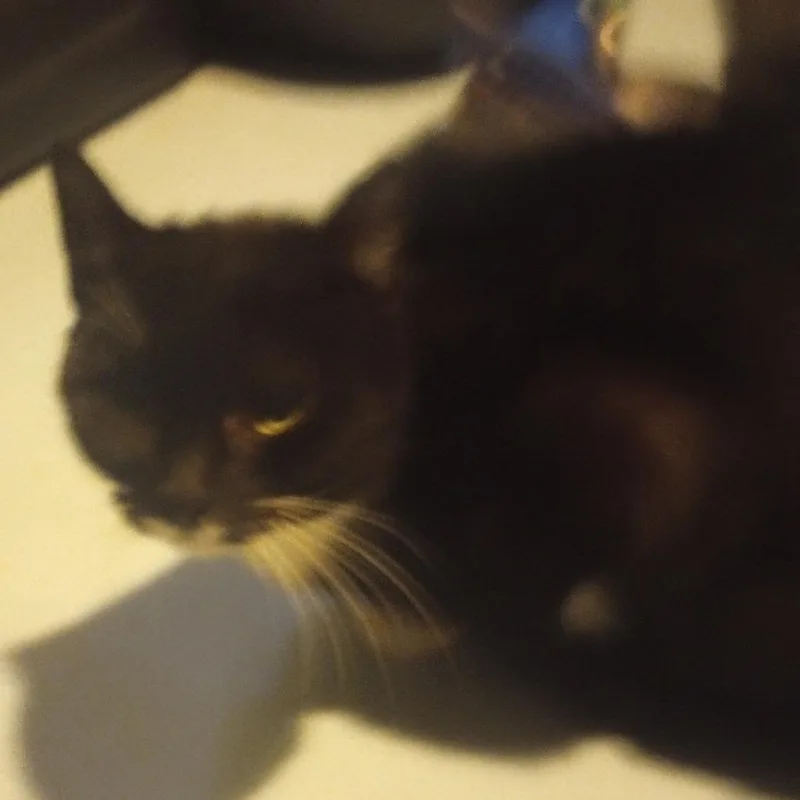 Boots In Caps thumbnail 2