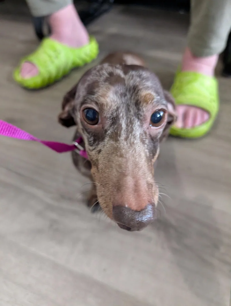 A senior small-sized male Dachshund dog named Bruno for adoption in Austin, TX
