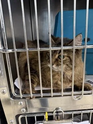 A young medium-sized female Domestic Short Hair cat named Chelsea for adoption in Shreveport, LA