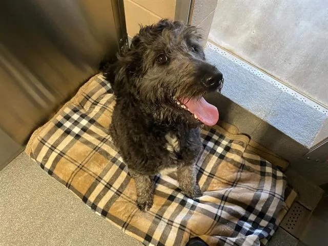 A young medium-sized female Schnauzer dog named Kathleen for adoption in Tustin, CA
