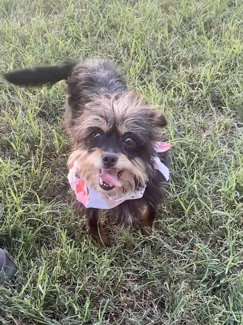 An adult small-sized female Black Yorkshire Terrier dog named Rosemary in Texarkana TX for adoption in Texarkana, TX