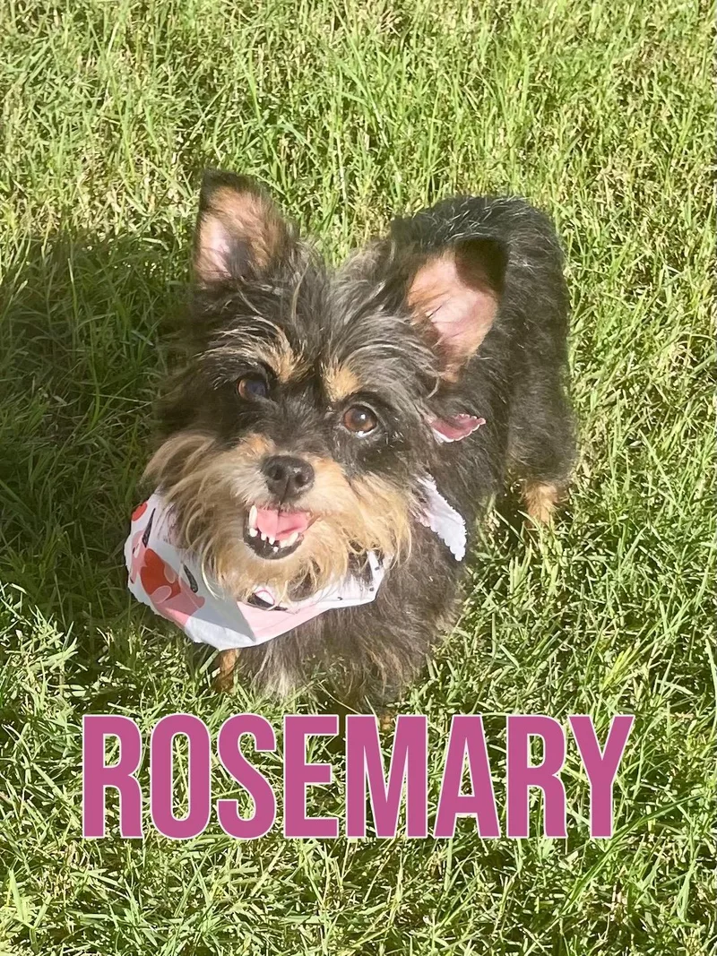 Rosemary in Texarkana TX thumbnail 4