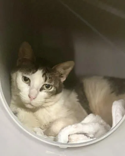 An adult medium-sized male Domestic Short Hair cat named Frankie for adoption in River Ridge, LA