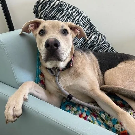 A young medium-sized male Yellow / Tan / Blond / Fawn Catahoula Leopard Dog dog named Oreo for adoption in Lyndhurst, VA