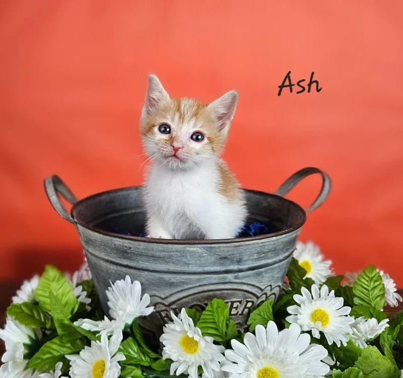 A baby small-sized male Domestic Short Hair cat named Ash for adoption in San Jacinto, CA