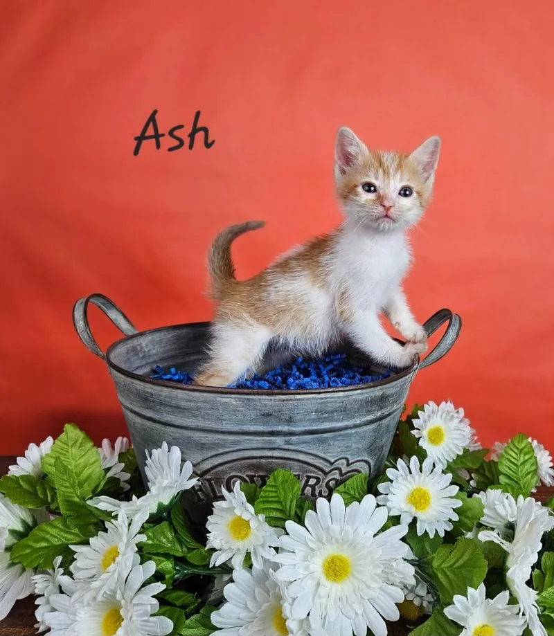 Ash thumbnail 2