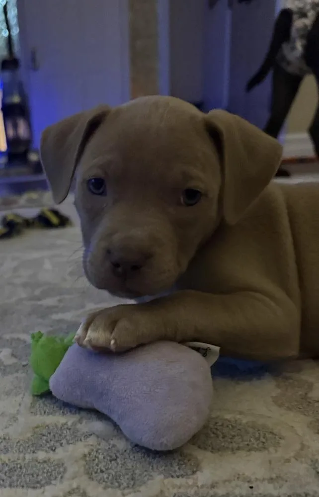 A baby medium-sized female Yellow / Tan / Blond / Fawn Mixed Breed dog named Squeaky for adoption in Clinton Township, MI