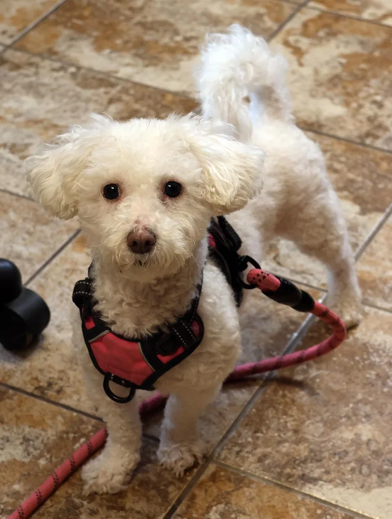 Coco Chanel thumbnail 4