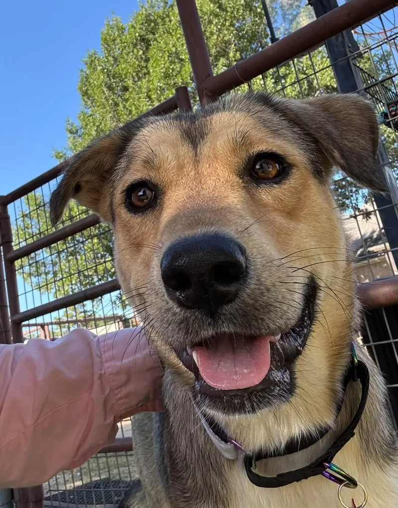 An adult medium-sized female Shepherd dog named Suzie for adoption in Southlake, TX