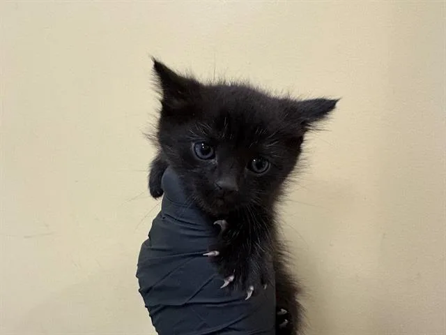 A baby small-sized male Domestic Short Hair cat named Treble for adoption in Tustin, CA