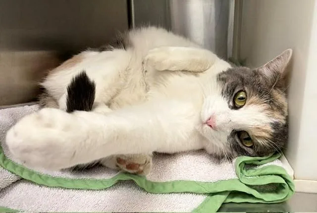 An adult large-sized female Domestic Short Hair cat named Ella Mae for adoption in Brighton, CO