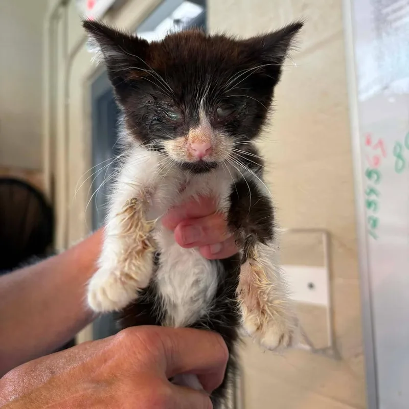 A baby small-sized female Black Domestic Short Hair cat named Nemo for adoption in Huntington, WV