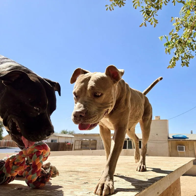 An adult large-sized female American Staffordshire Terrier dog named Brownie for adoption in Los Angeles, CA