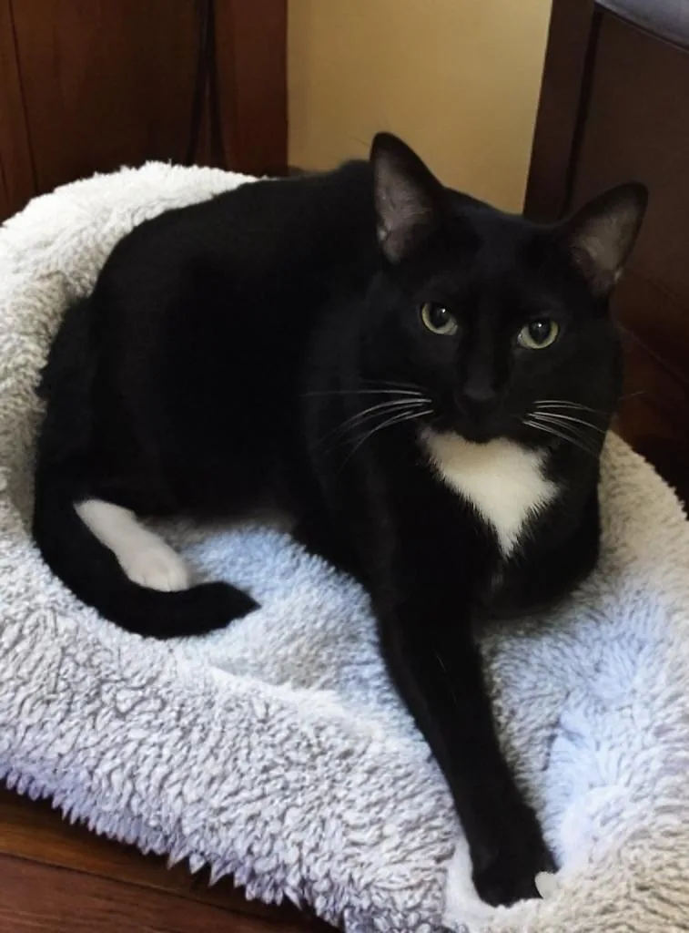 A baby medium-sized male Domestic Short Hair cat named Oreo for adoption in Gilbert, AZ