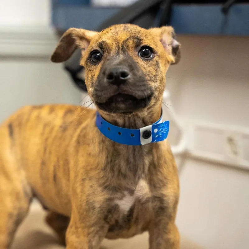 A baby medium-sized male Brindle Terrier dog named Casserole for adoption in Pawling, NY