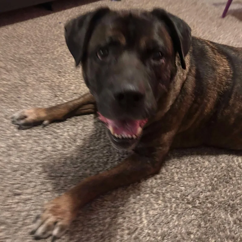 A senior extra large-sized female Brindle Bullmastiff dog named Baby Girl for adoption in Granite City, IL