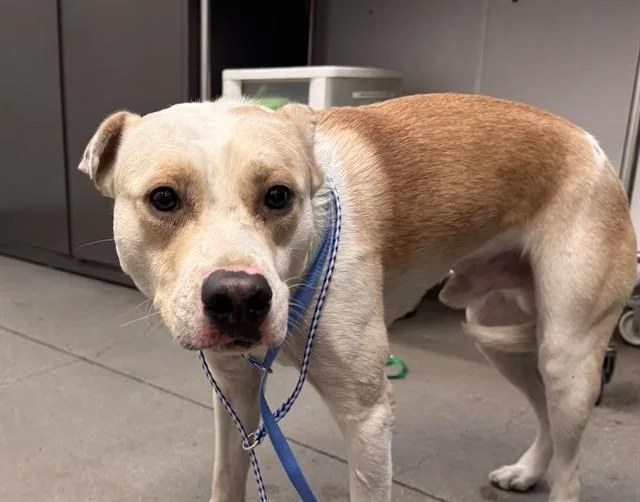 A young medium-sized male Pit Bull Terrier dog named Milton for adoption in Tucson, AZ