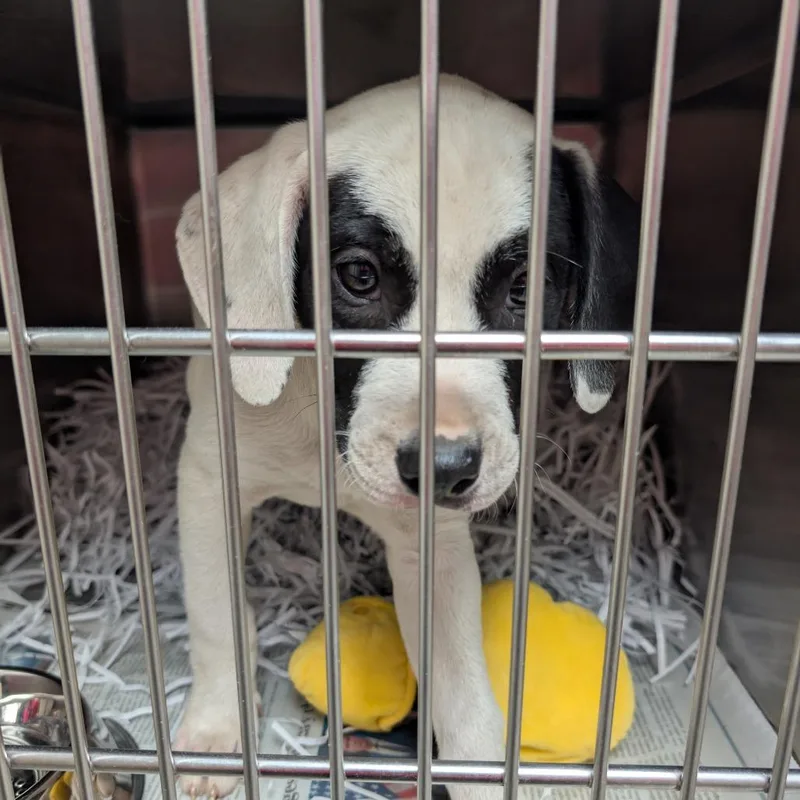 A baby large-sized male White / Cream Mixed Breed dog named Batik for adoption in Lakeland, FL