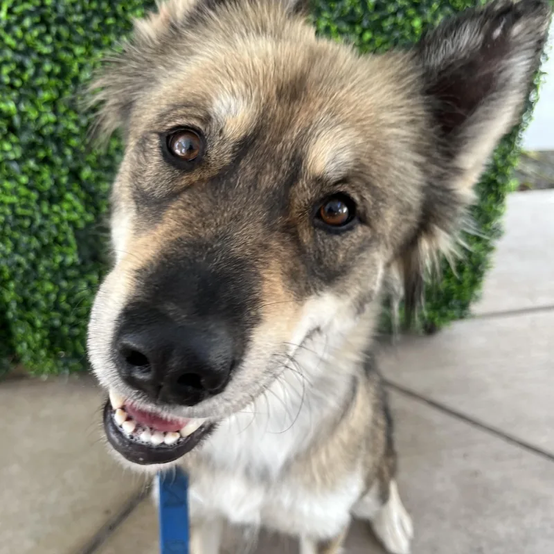 A young medium-sized female Mixed Breed dog named Brooke for adoption in Bellflower, CA