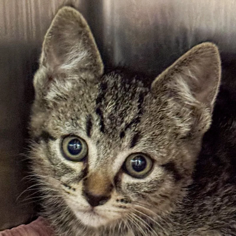 A baby small-sized female Brown / Chocolate Domestic Short Hair cat named Opossum for adoption in Kennebunk, ME