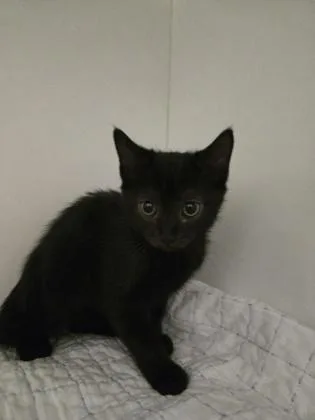 A baby small-sized female Domestic Short Hair cat named Ketchup for adoption in Savannah, GA