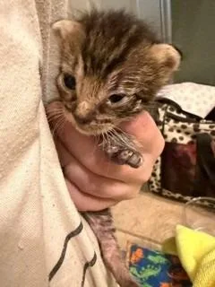 A young small-sized male Tabby (Gray / Blue / Silver) Domestic Short Hair cat named Spike for adoption in Tyler, TX