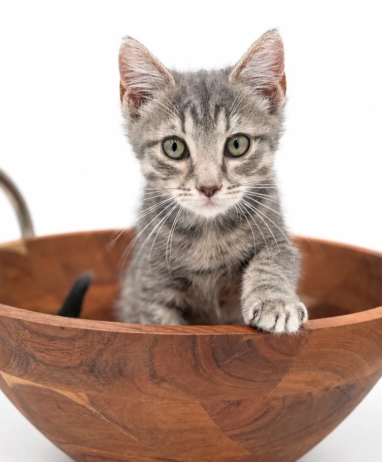 A baby small-sized female Silver cat named Jazz will make u for adoption in Bedford Hills, NY