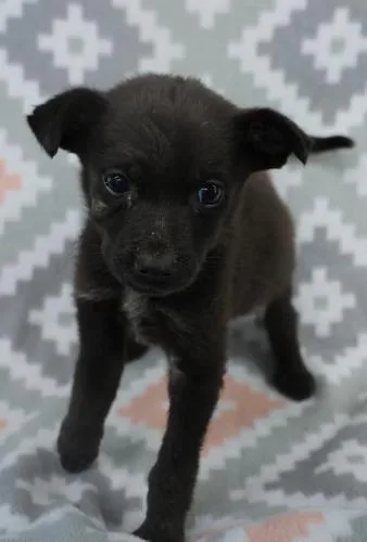 A baby medium-sized female Shepherd dog named Ana for adoption in Thief River Falls, MN