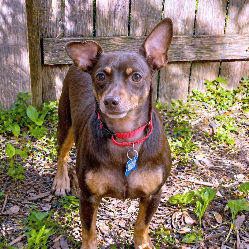 An adult small-sized male Brown / Chocolate Chihuahua dog named Prince for adoption in Boerne, TX