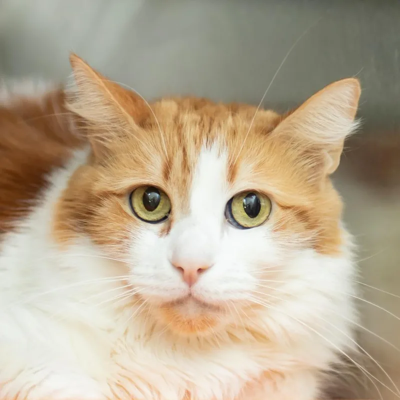 A senior extra large-sized female White Domestic Long Hair cat named Emmy for adoption in Middletown, RI