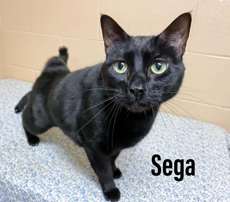 An adult large-sized male Domestic Short Hair cat named Sega for adoption in Clearfield, KY