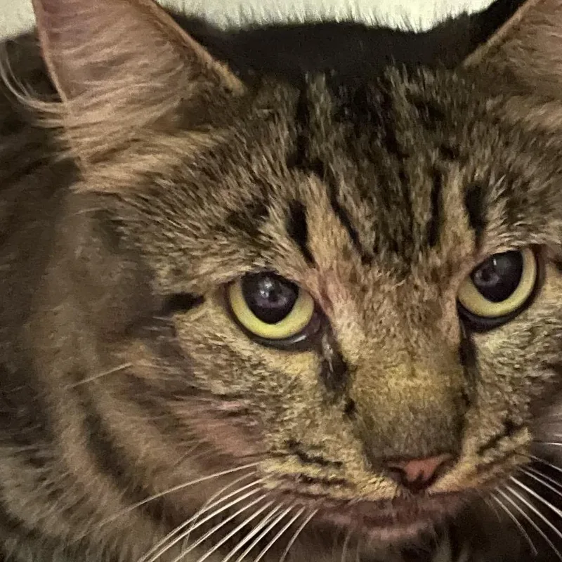 An adult medium-sized female Brown / Chocolate Domestic Medium Hair cat named Soup for adoption in Brownsboro, AL