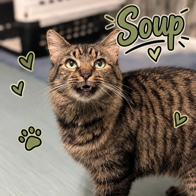 Soup thumbnail 3