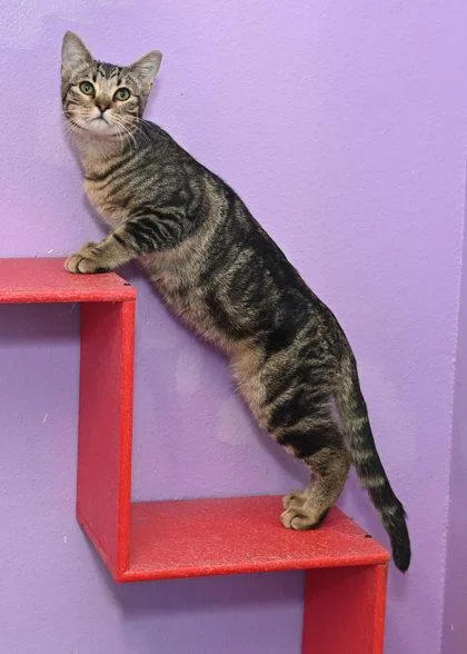 An adult medium-sized male Domestic Short Hair cat named Axel for adoption in Baton Rouge, LA