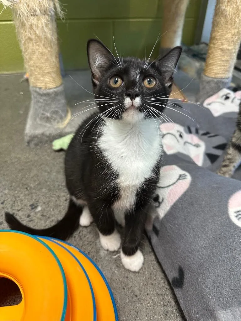 A baby small-sized female Domestic Short Hair cat named Inky for adoption in Johnson City, TN