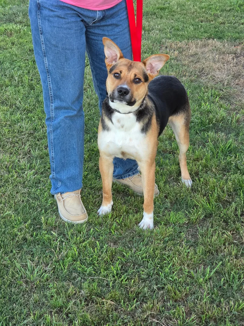 An adult medium-sized male Shepherd dog named Buster for adoption in Mesquite, TX