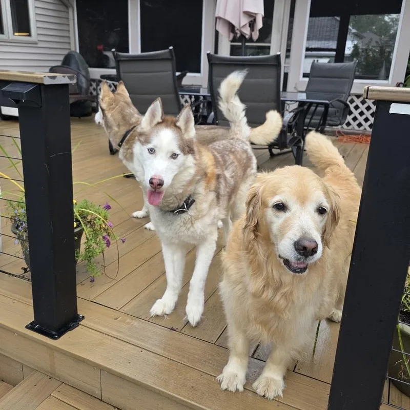 A senior large-sized male Red / Chestnut / Orange Siberian Husky dog named Mishka for adoption in Deerfield, IL
