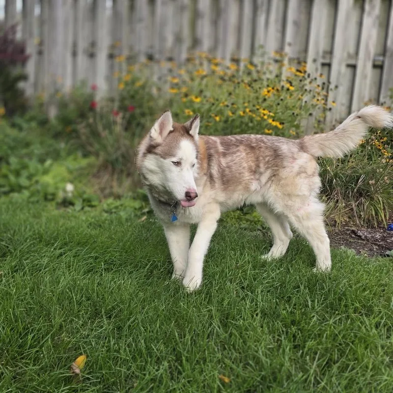 Mishka thumbnail 3