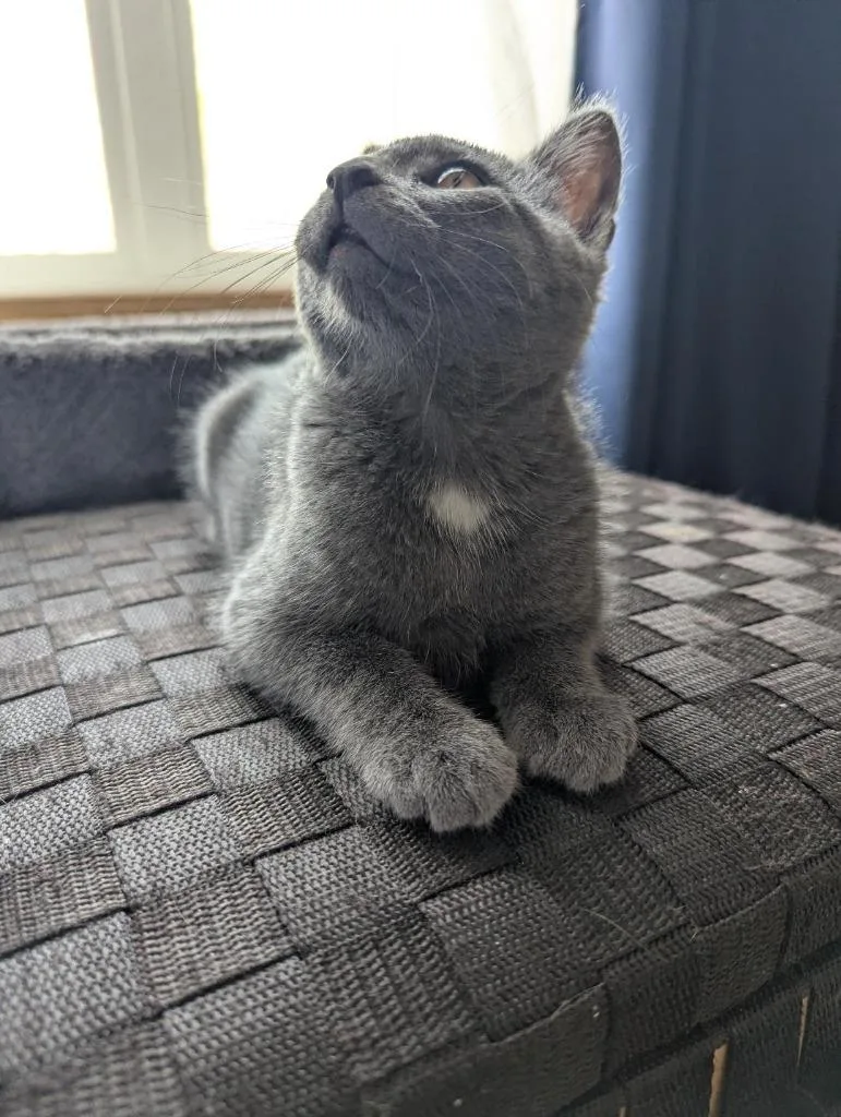 A baby small-sized female Domestic Short Hair cat named Foxtrot for adoption in Minneapolis, MN