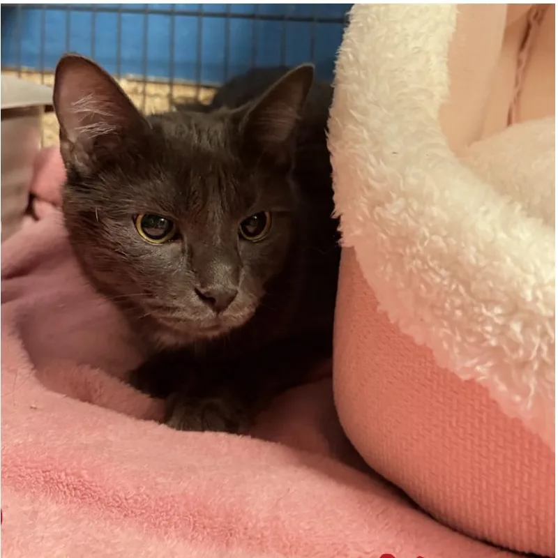 An adult medium-sized female Gray / Blue / Silver Domestic Short Hair cat named Garnet for adoption in Tempe, AZ