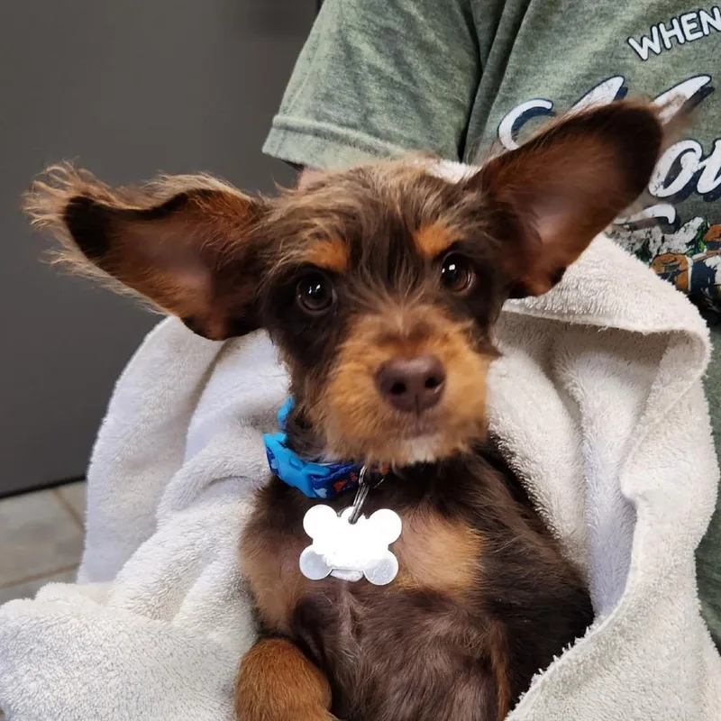 Barkely thumbnail 3