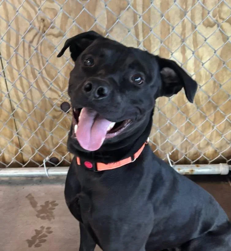 A young large-sized male Labrador Retriever dog named Berg for adoption in Muskegon, MI
